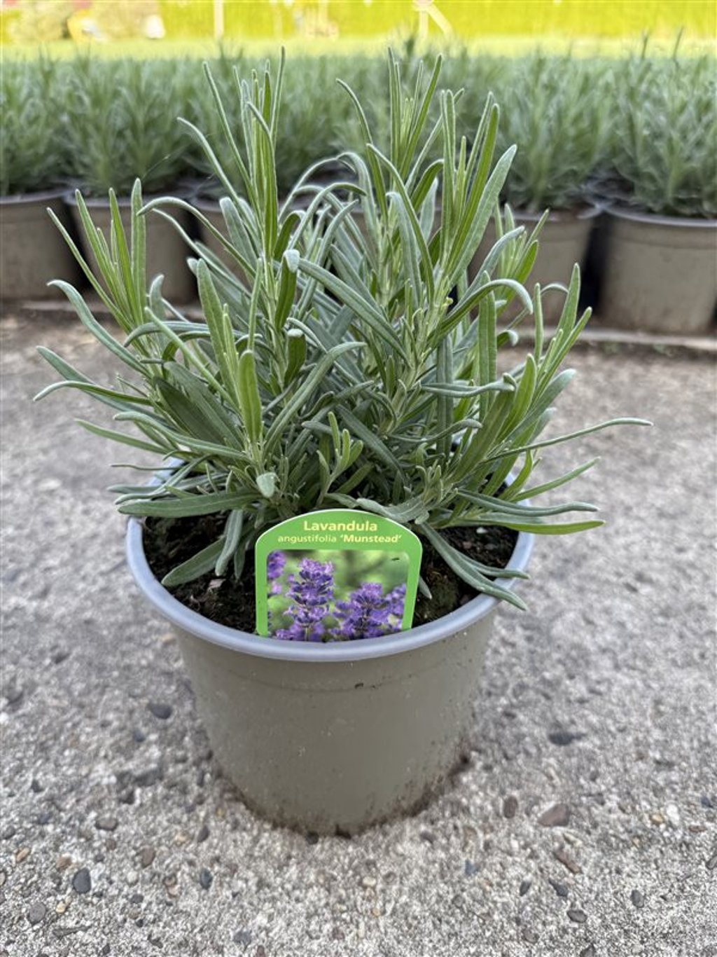 Lavanda Englezeasca  &quot;Munstead&quot; - /Lavanda angustifolia &quot;Munstead&quot;/