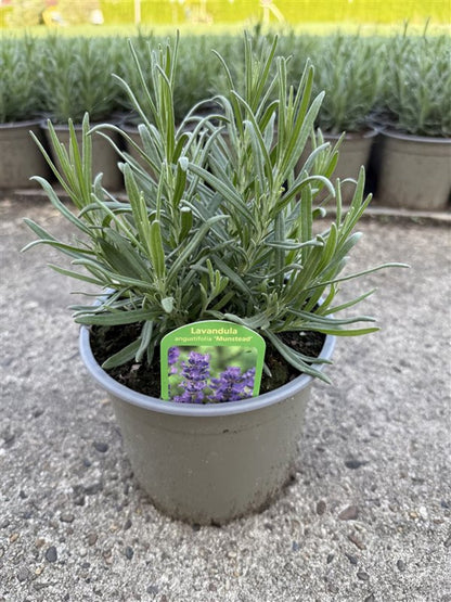 Lavanda Englezeasca  &quot;Munstead&quot; - /Lavanda angustifolia &quot;Munstead&quot;/