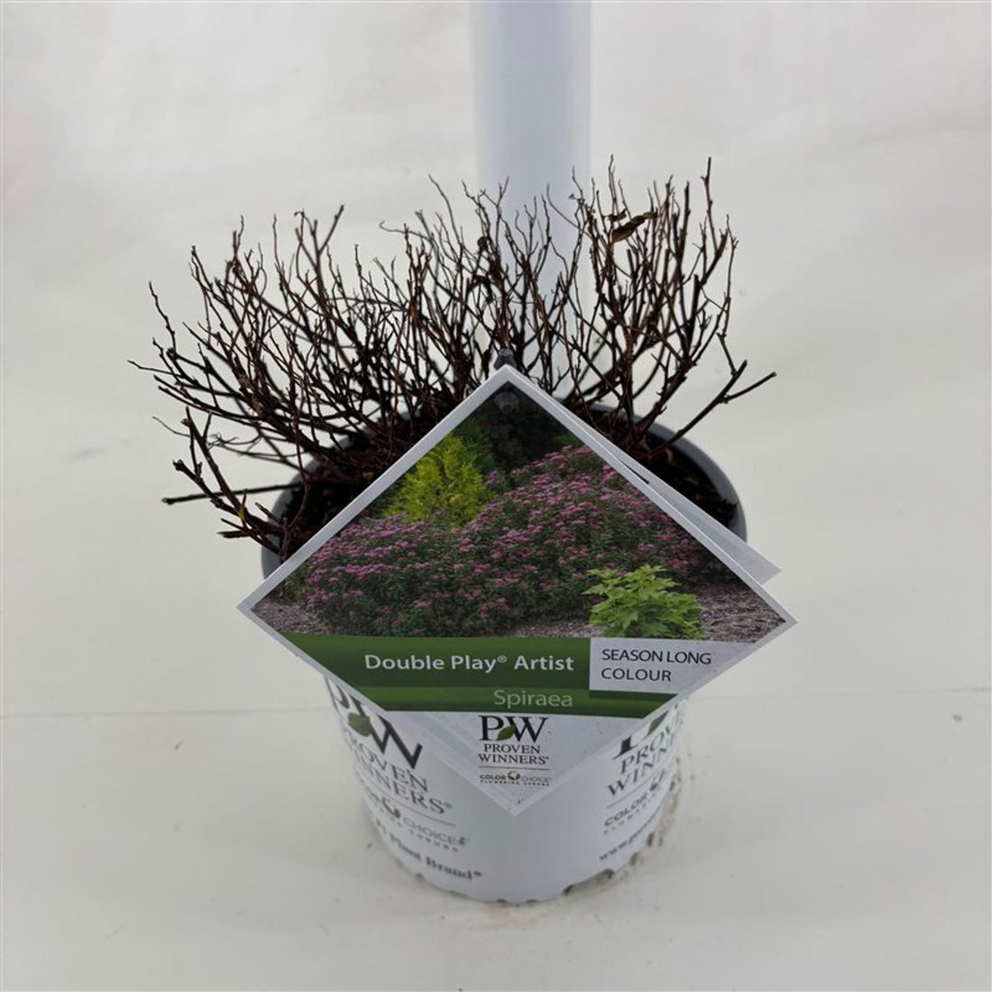 Spiraea japonica &