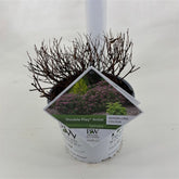 Spiraea japonica &