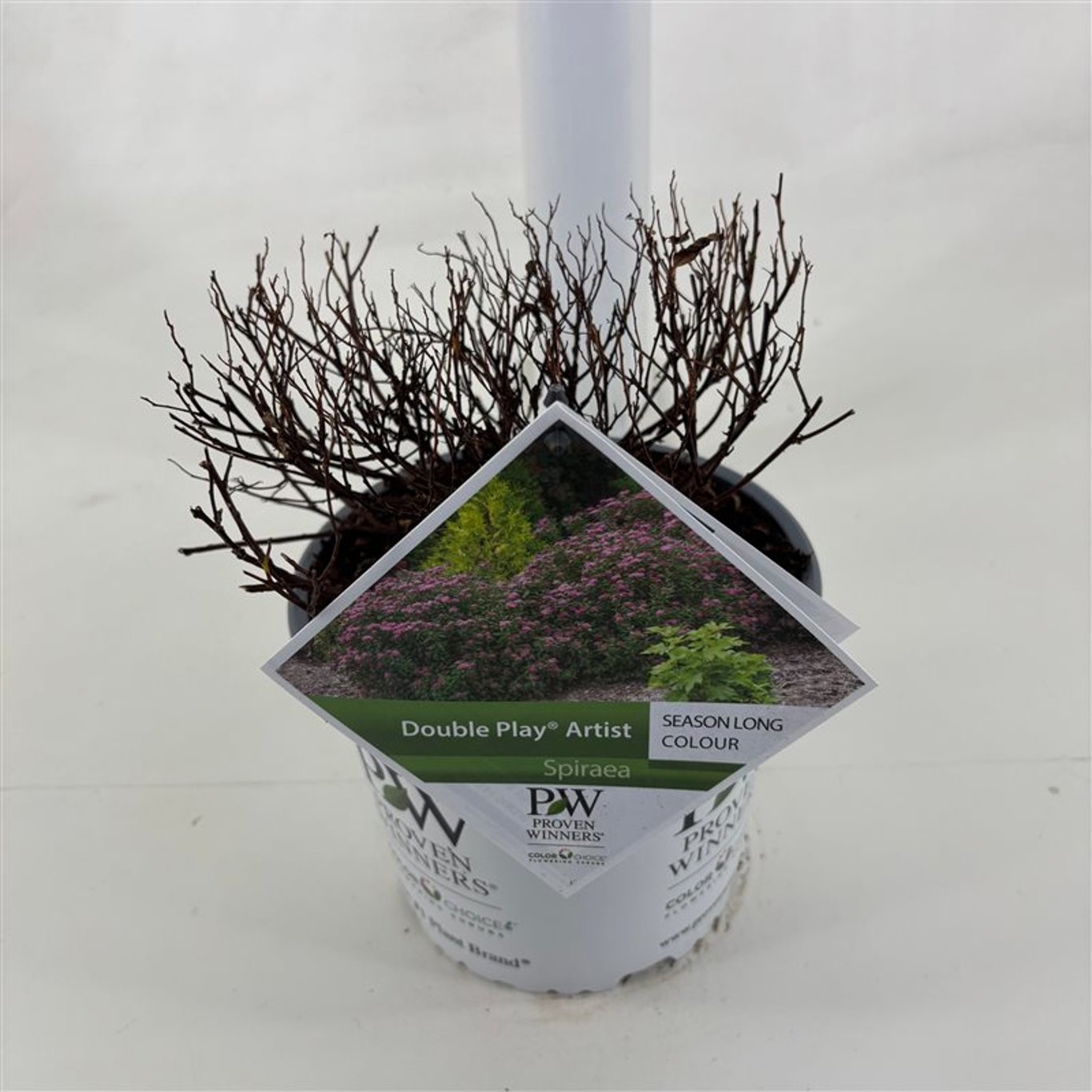 Spiraea japonica &