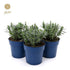 Lavanda Englezeasca  "Munstead" - /Lavandula angustifolia "Munstead"/ - Gradina Noastra