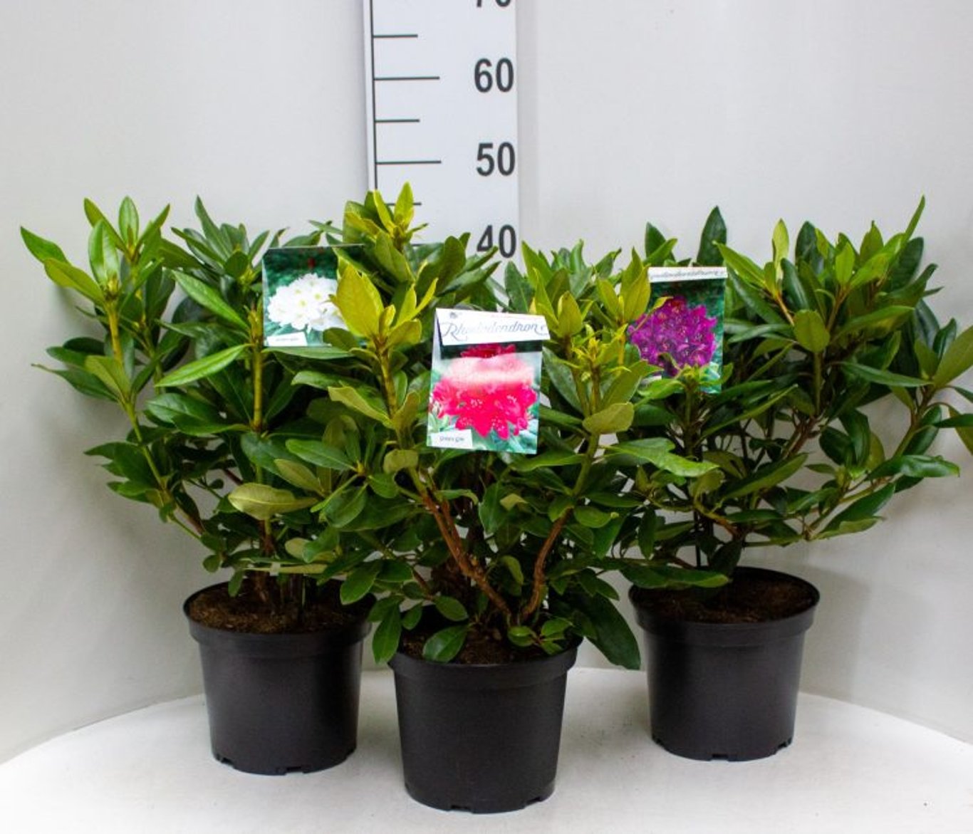 Rododendron diferite soiuri mix/buc/ Rhododendron hybrid mix/buc / - Gradina Noastra