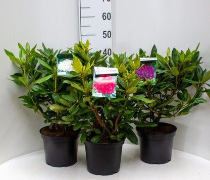 Rododendron diferite soiuri mix/buc/ Rhododendron hybrid mix/buc / - Gradina Noastra