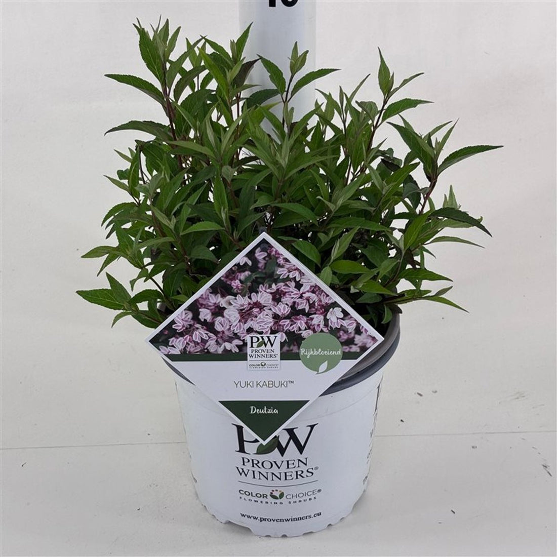 Deutzia × ‘Yuki Kabuki®’