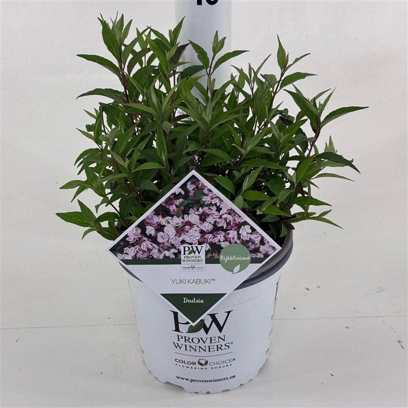 Deutzia × ‘Yuki Kabuki®’