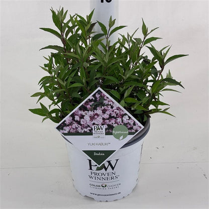Deutzia × ‘Yuki Kabuki®’