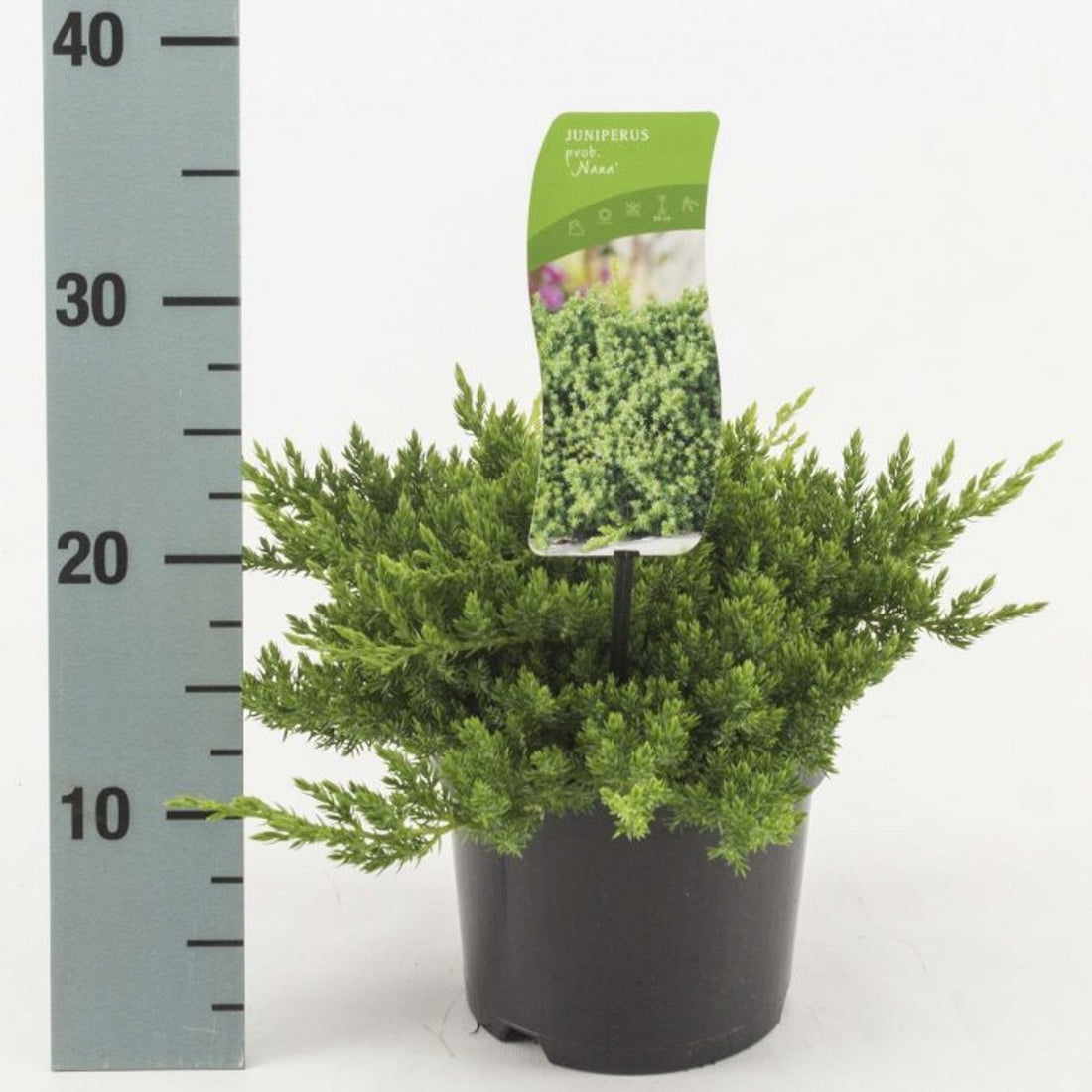 Ienupar acoperitor de sol pitic &quot;Nana&quot; / Juniperus procumbens &quot;Nana&quot;/ by gradina-noastra