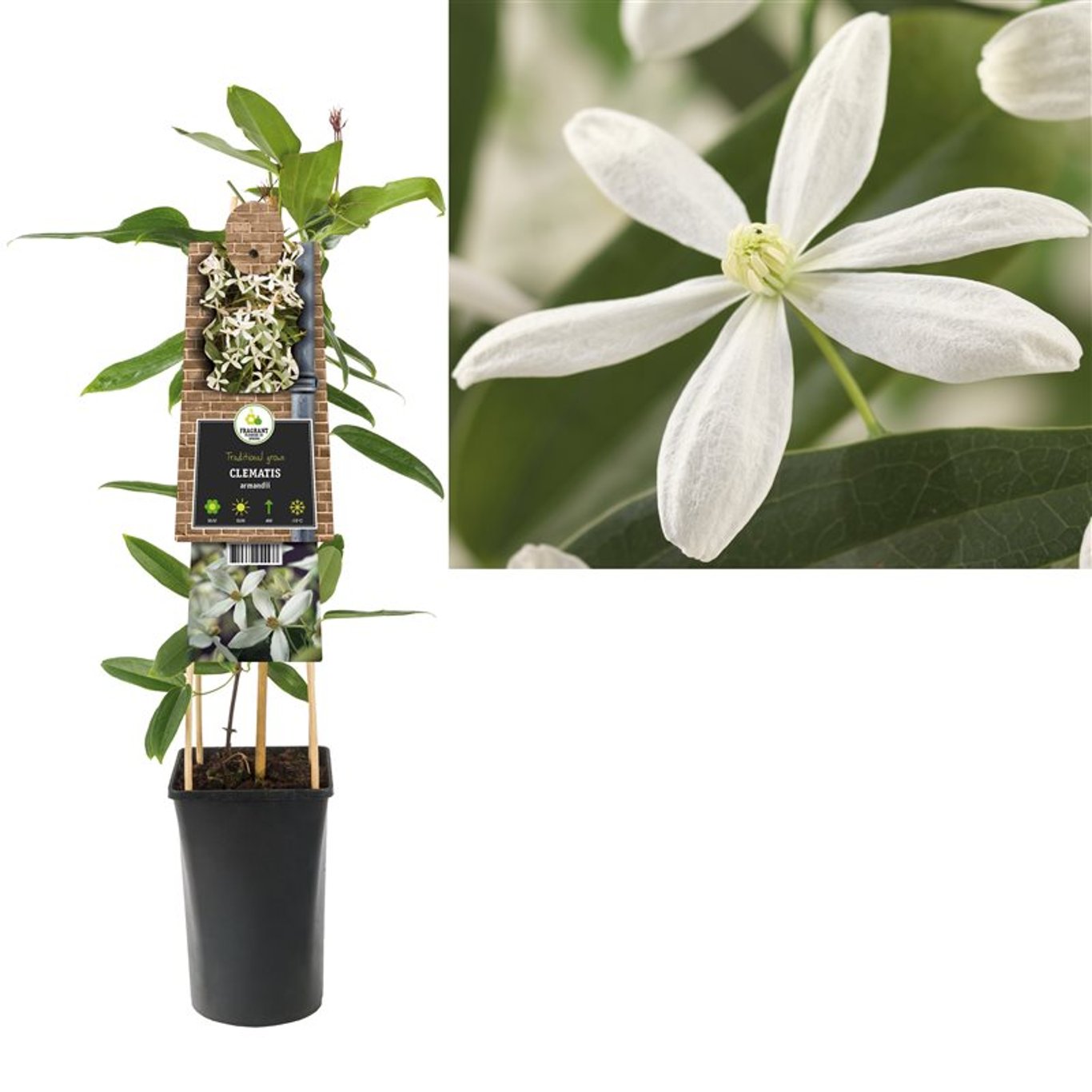 Clematita armandii /Clematis armandii/ - Gradina Noastra