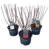 Hortensia paniculata Living Creation Mix/Buc / Hydrangea paniculata Living Creation Mix/ - Gradina Noastra