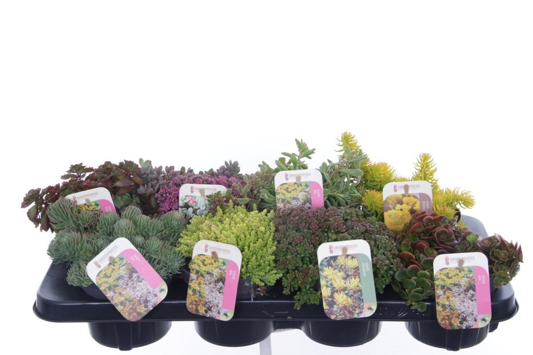 Iarba Grasă Mix -  /Sedum Mix/ Covor Viu Suculent Rezistent