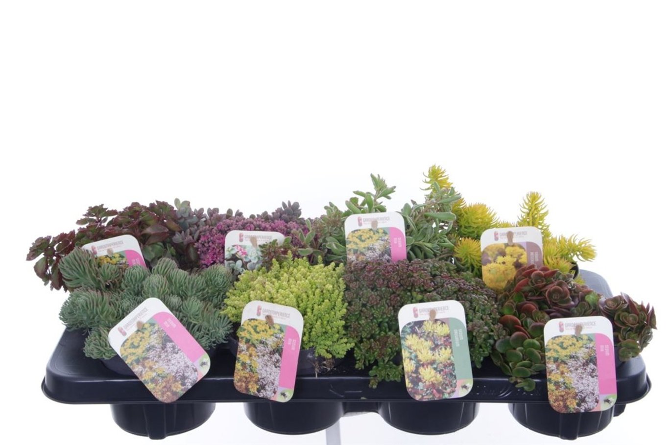 Iarba Grasă Mix -  /Sedum Mix/ Covor Viu Suculent Rezistent