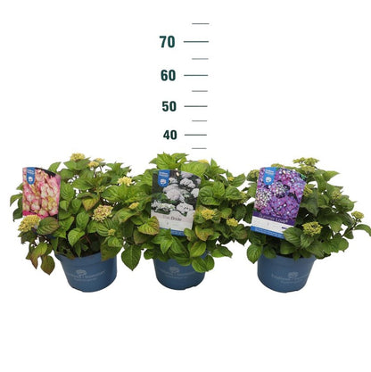 Hortensia "Endless Summer BloomStar" /Hydrangea macrophylla „Endless Summer BloomStar” /
