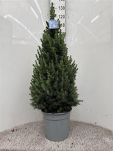 Molid conic pitic / Picea glauca "Conica" / - Gradina Noastra
