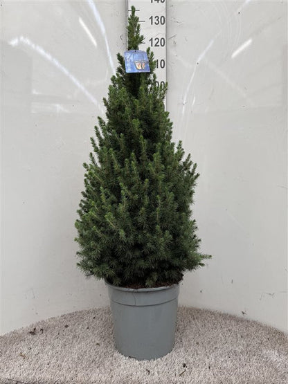 Molid conic pitic / Picea glauca "Conica" / - Gradina Noastra