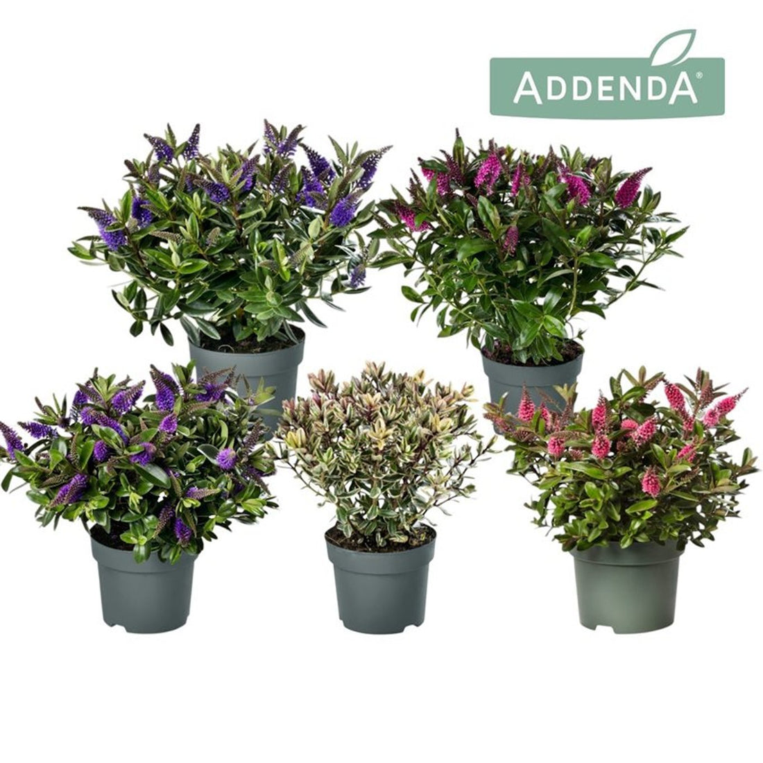 Hebe addenda® Donna  mix / pret pe bucata
