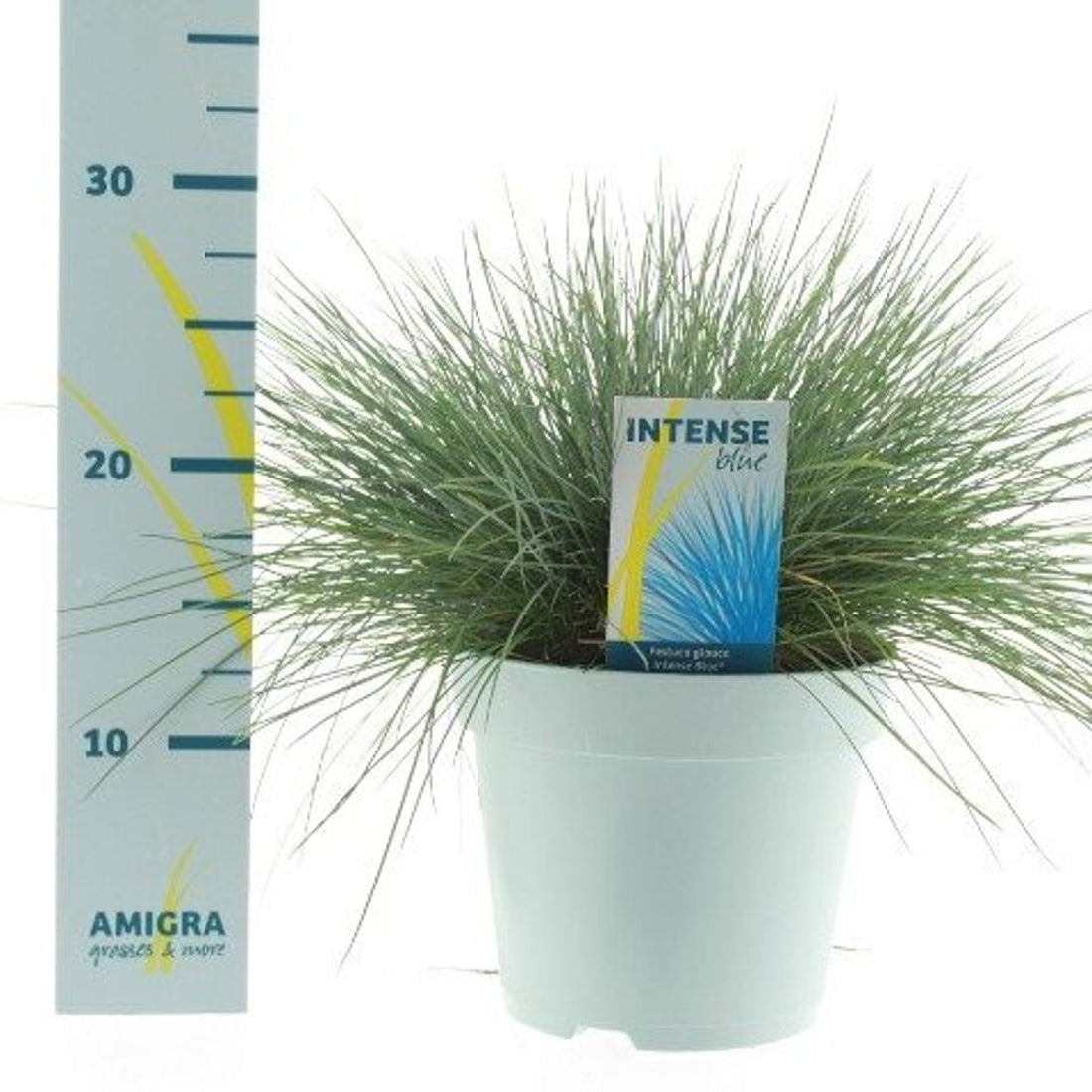 Iarbă Albastră &quot;Intense Blue&quot; - /Festuca Glauca &quot;Intense Blue&quot;/ by gradina-noastra