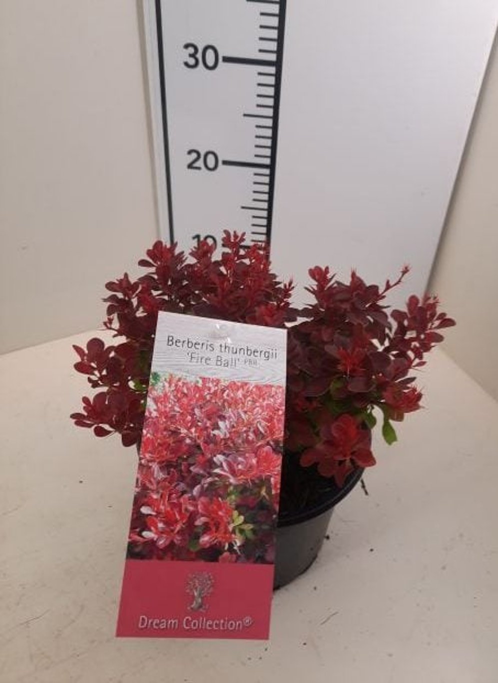 Dracila &quot;Fireball&quot; / Berberis thunbergii &quot;Fireball&quot;/