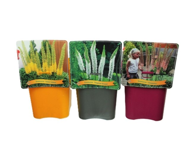 Eremurus mix 0.30 - 0.40 m