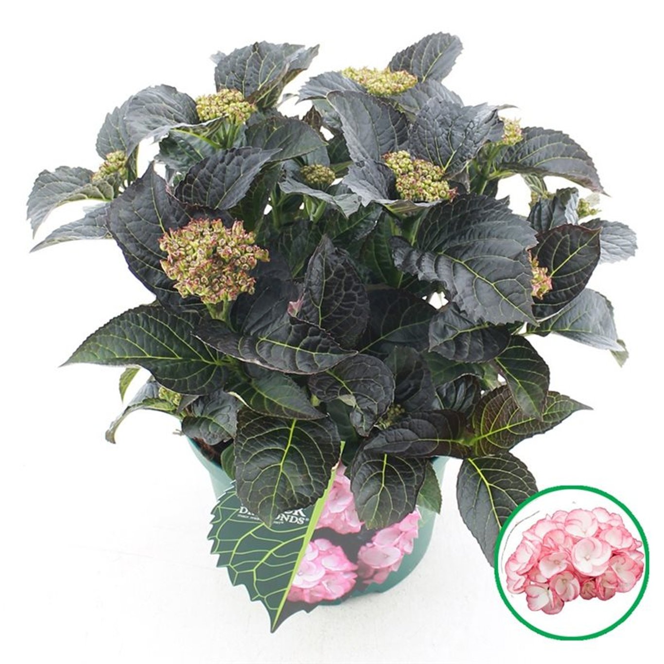 Hortensia "Black Diamonds Midnight Pearl" /Hydrangea macrophylla "Black Diamonds Midnight Pearl" /