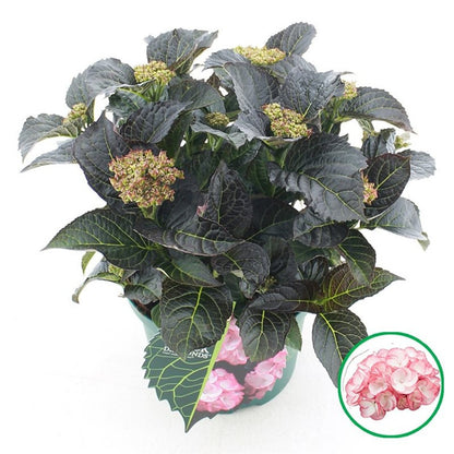 Hortensia "Black Diamonds Midnight Pearl" /Hydrangea macrophylla "Black Diamonds Midnight Pearl" /