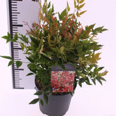 Bambus sfant " Gulf Stream" / Nandina domestica "Gulf Stream"/ - Gradina Noastra