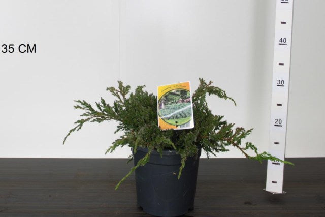 Ienupar "Blue Carpet" / Juniperus squamata "Blue Carpet", ideal pentru grădini, cu aspect elegant și verde vibrant.