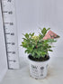 Hortensia paniculata "Little Quick Fire" / Hydrangea paniculata "Little Quick Fire" / - Gradina Noastra