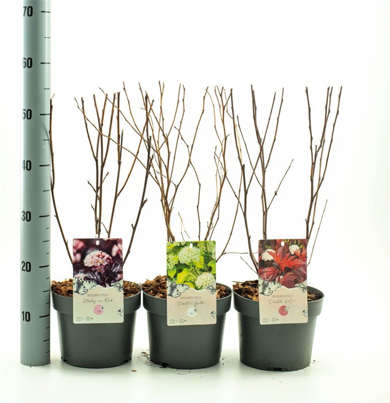 Physocarpus "Diabolo" / Physocarpus opulifolius "Diabolo"/ - Gradina Noastra