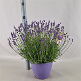 Lavanda Englezeasca "Hidicote" - / Lavandula angustifolia "Hidicote"/ - Gradina Noastra