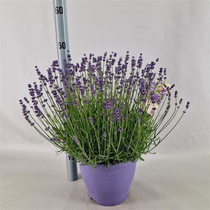 Lavanda Englezeasca "Hidicote" - / Lavandula angustifolia "Hidicote"/ - Gradina Noastra