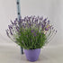 Lavanda Englezeasca "Hidicote" - / Lavandula angustifolia "Hidicote"/ - Gradina Noastra
