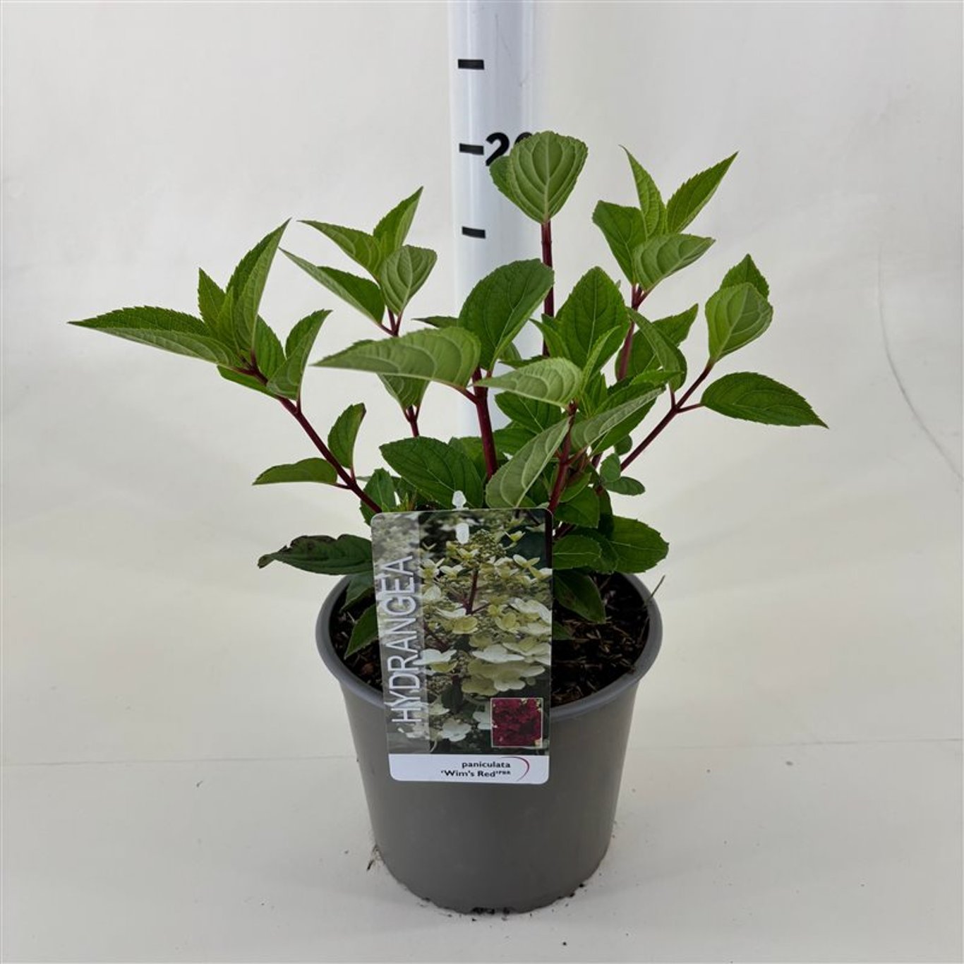 Hortensia paniculata &quot;Wim&