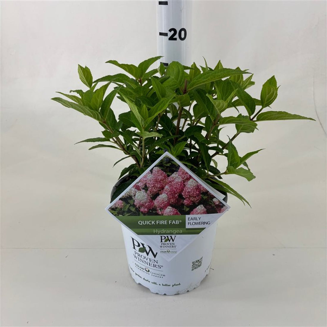 Hortensia paniculata &quot;Quick Fire Fab&quot;/ Hydrangea paniculata &quot;Quick Fire Fab&quot;/