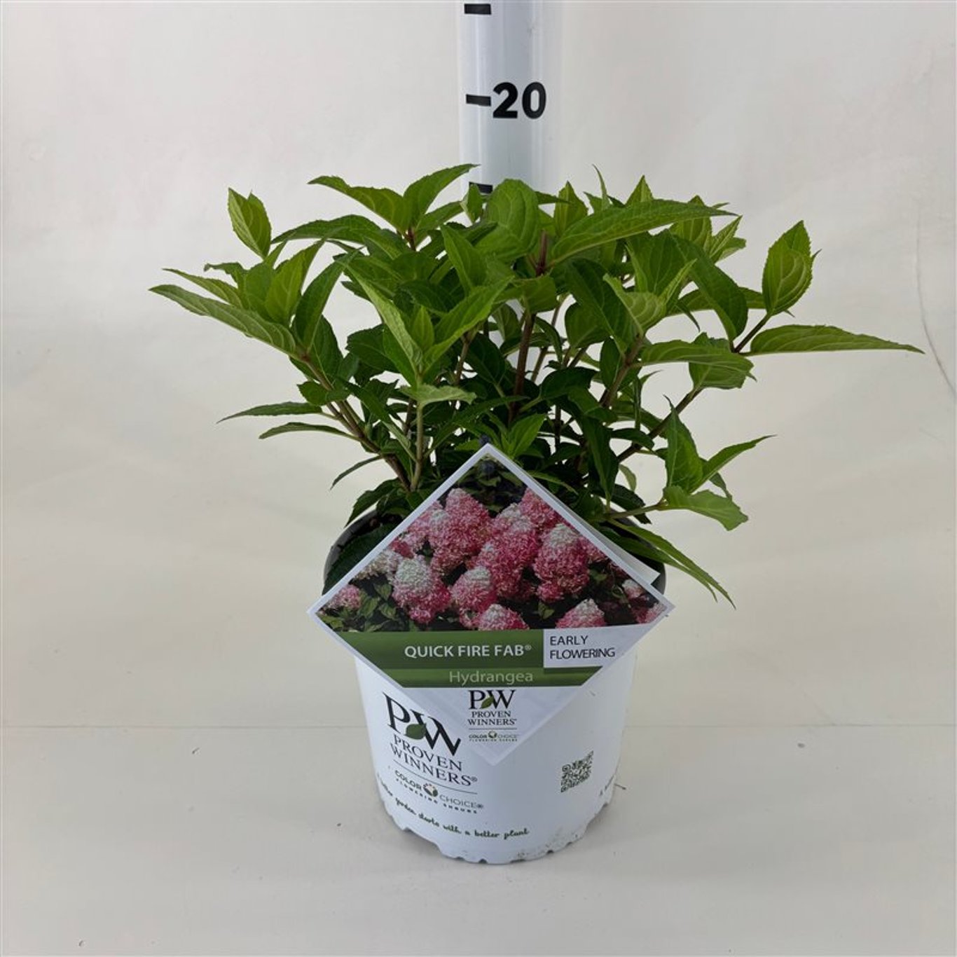 Hortensia paniculata &quot;Quick Fire Fab&quot;/ Hydrangea paniculata &quot;Quick Fire Fab&quot;/