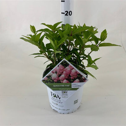 Hortensia paniculata &quot;Quick Fire Fab&quot;/ Hydrangea paniculata &quot;Quick Fire Fab&quot;/