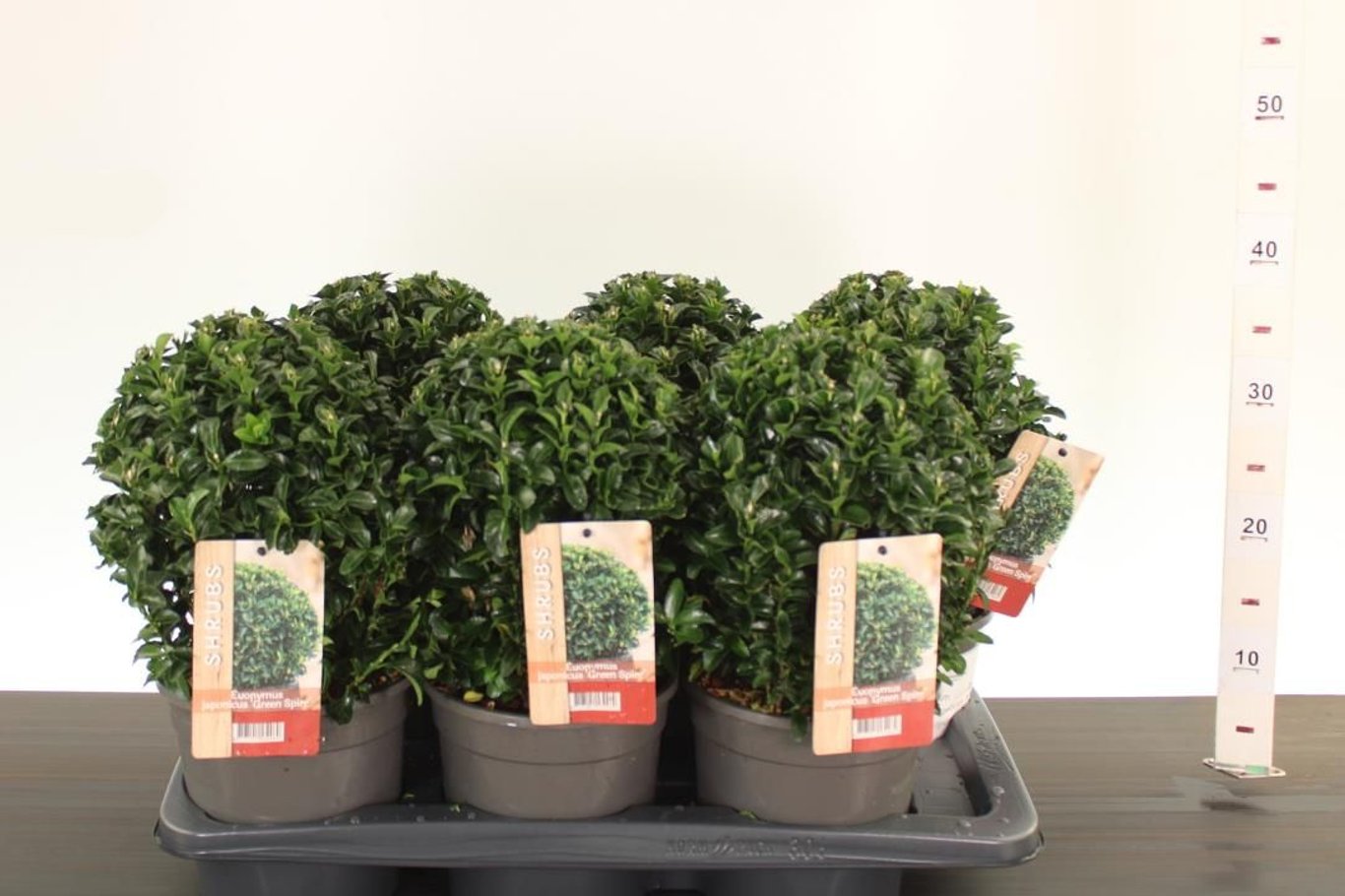 Salba japoneza "Green Spire"minge / Euonymus japonicus "Green Spire"/