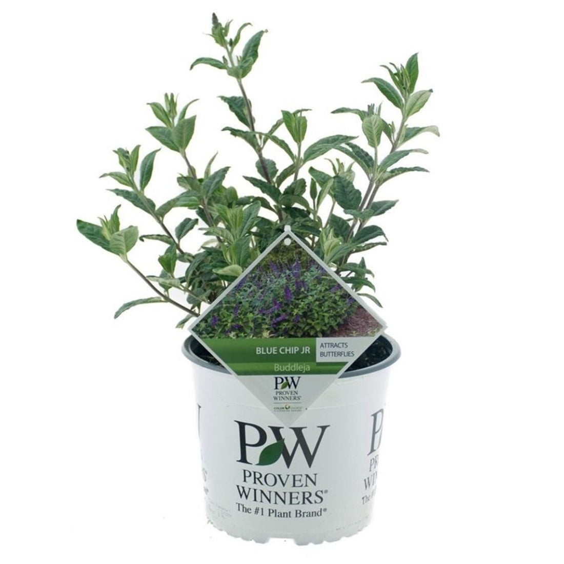 Liliac de vara "Blue Chip Jr." / Buddleja davidii "Blue Chip Jr."/