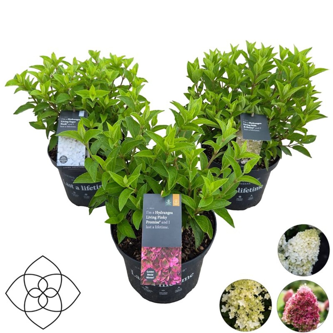 Hortensia paniculata Living Creation Mix/Buc / Hydrangea paniculata Living Creation Mix/