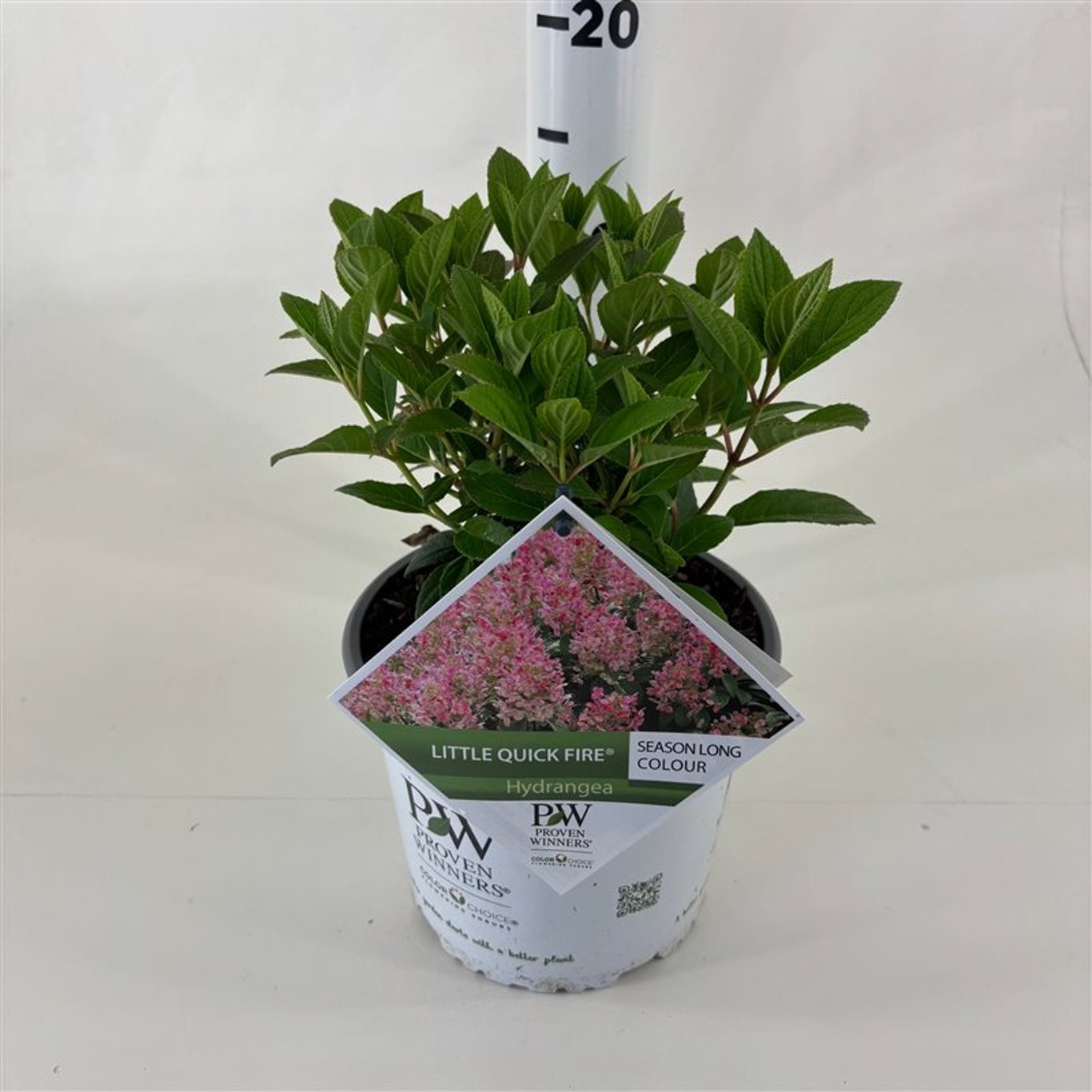 Hortensia paniculata &quot;Little Quick Fire&quot; / hydrangea paniculata &quot;Little Quick Fire&quot; /