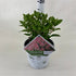 Hortensia paniculata "Little Quick Fire" / hydrangea paniculata "Little Quick Fire" / by gradina-noastra