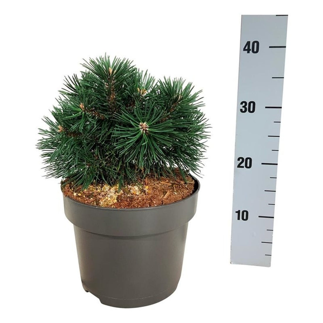 Pin pitic "Green Pearl"  /"Pinus Mugo "Green Pearl"/ - Gradina Noastra