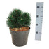 Pin pitic "Green Pearl"  /"Pinus Mugo "Green Pearl"/ - Gradina Noastra