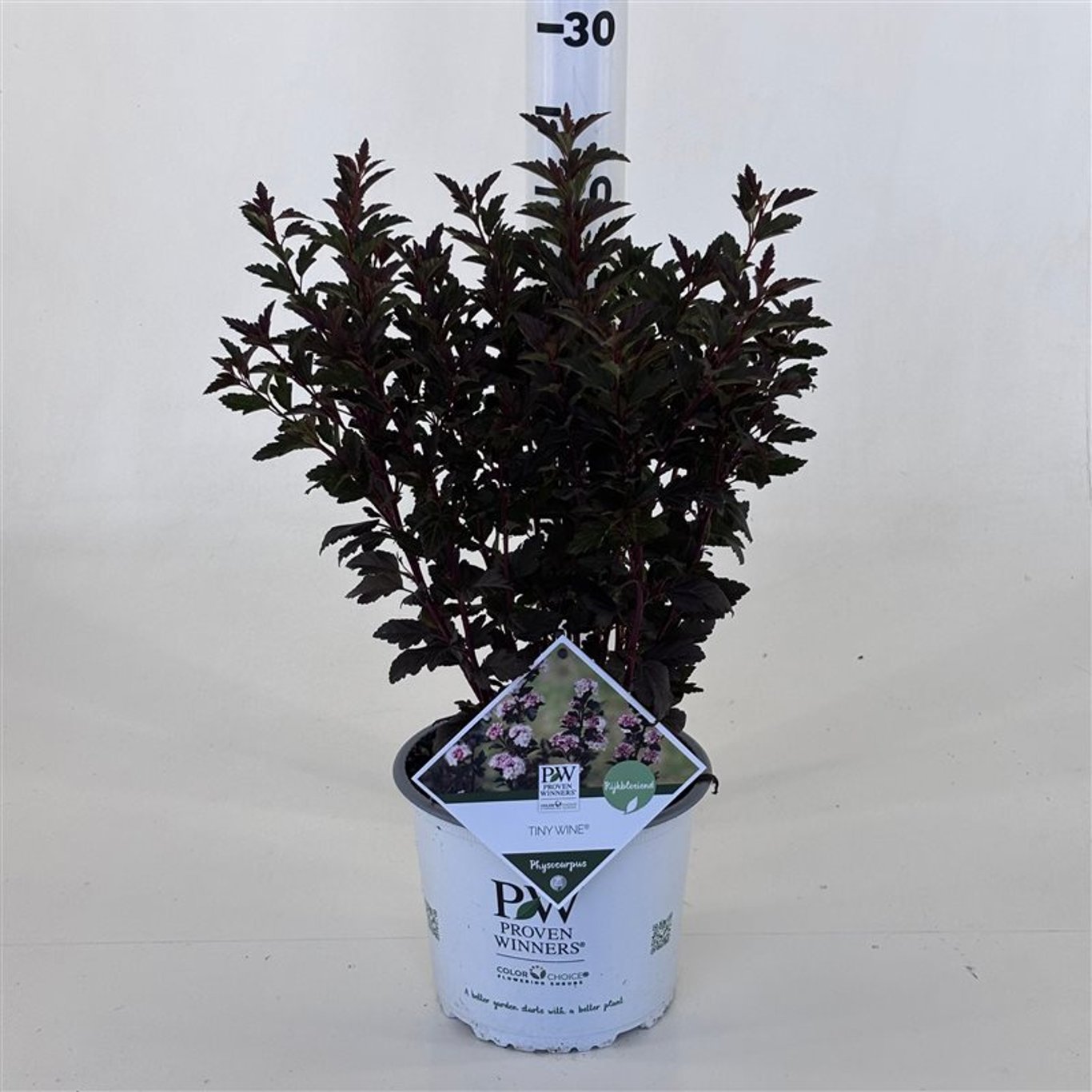 Physocarpus "Tiny Wine" / Physocarpus opulifolius "Tiny Wine"/