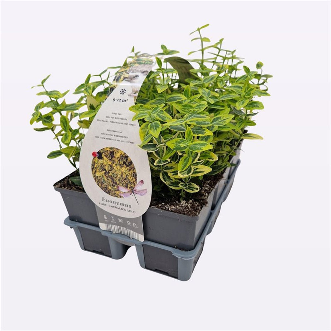 Salba aurie „Emerald Gold” / Euonymus fortunei "Emerald Gold"/