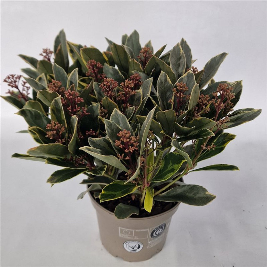Liliac japonez &quot;Perosa&quot; 0.20 - 0.30 m / Skimmia japonica &