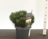 Pin pitic "Mughus"  / Pinus mugo "Mughus" / - Gradina Noastra