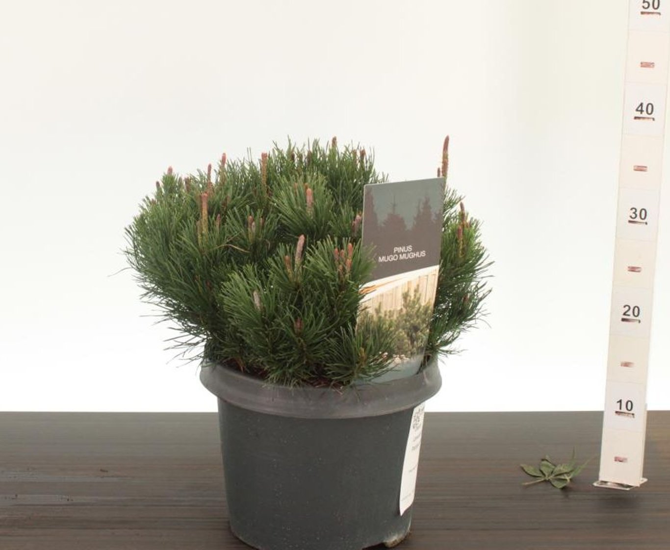 Pin pitic &quot;Mughus&quot;  / Pinus mugo &quot;Mughus&quot; / - Gradina Noastra