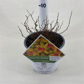 Spiraea japonica "Double Play® Big Bang"/ Cununita "Double Play® Big Bang" / - Gradina Noastra