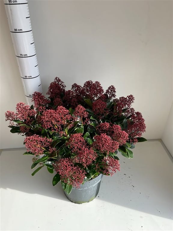 Liliac japonez "Rubella" 0.40 - 0.50 m / Skimmia japonica "Rubella"/ by gradina-noastra